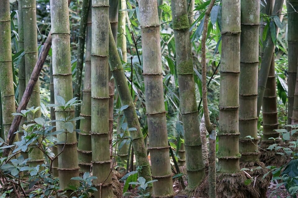 Bamboo trees with an estimated age of four to six years old with visible lichen on the bamboo stalks.