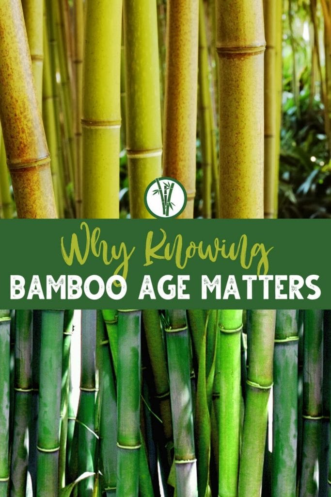 A number of bamboo stalks with a text in the middles: Why Knowing Bamboo Age Matters