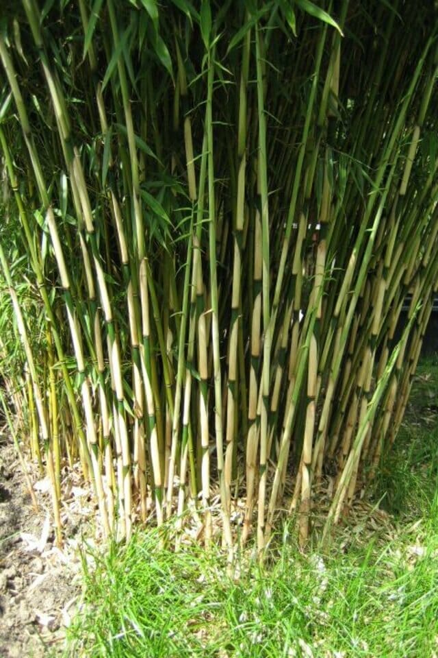 Fargesia robusta 'Campbell' is a non-invasive clumping bamboo that grows in the UK.