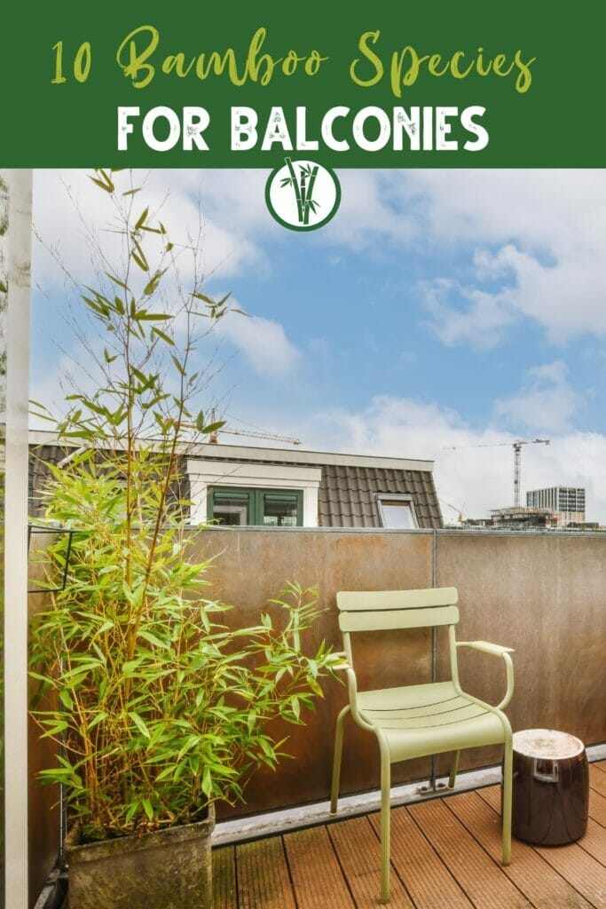 Bamboo plant in a container or pot placed on a balcony with the text 10 Bamboo Species For Balconies.