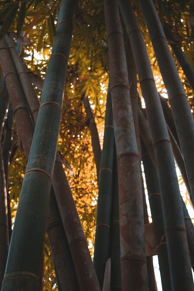 Low angle shot of bamboo trees showing the culm of a bamboo with a series of nodes.