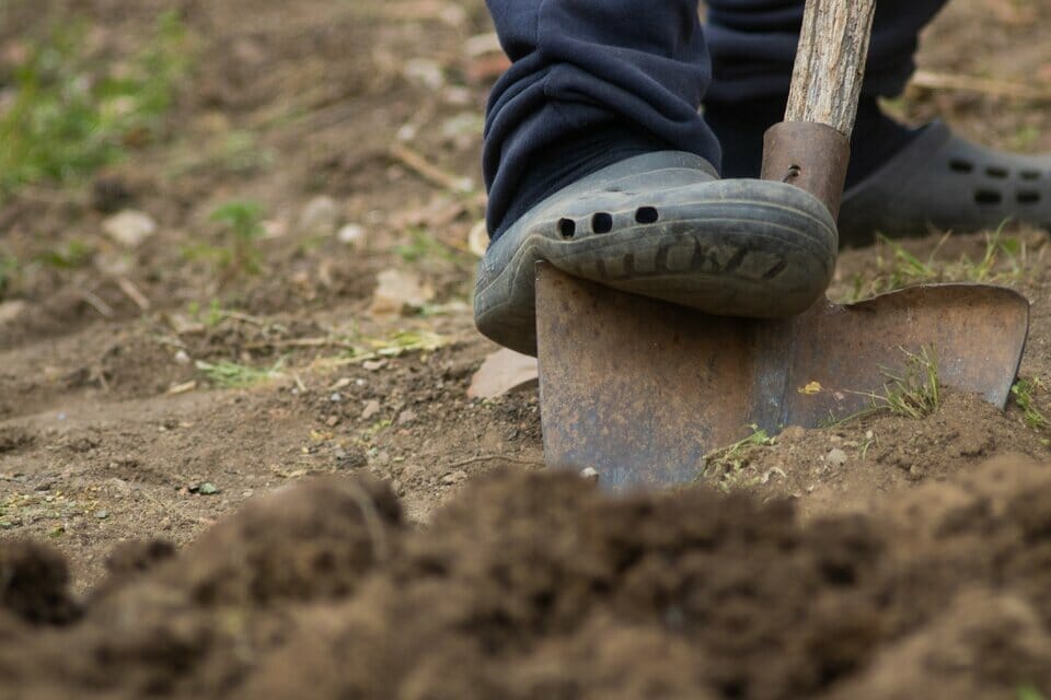 A person using a shovel to till and propagate bamboo cuttings in soil.