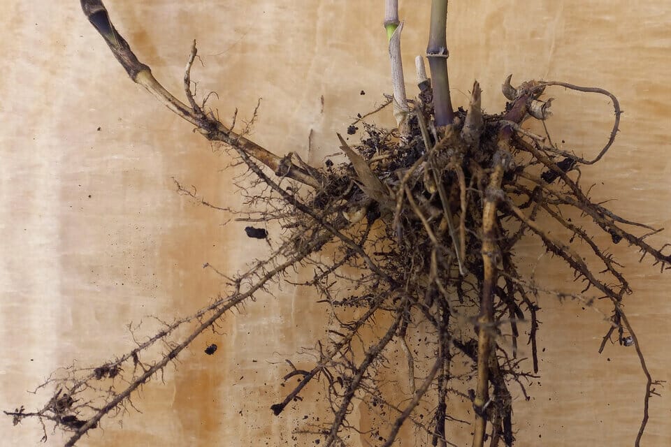 Roots grow through bamboo cutting propagation.