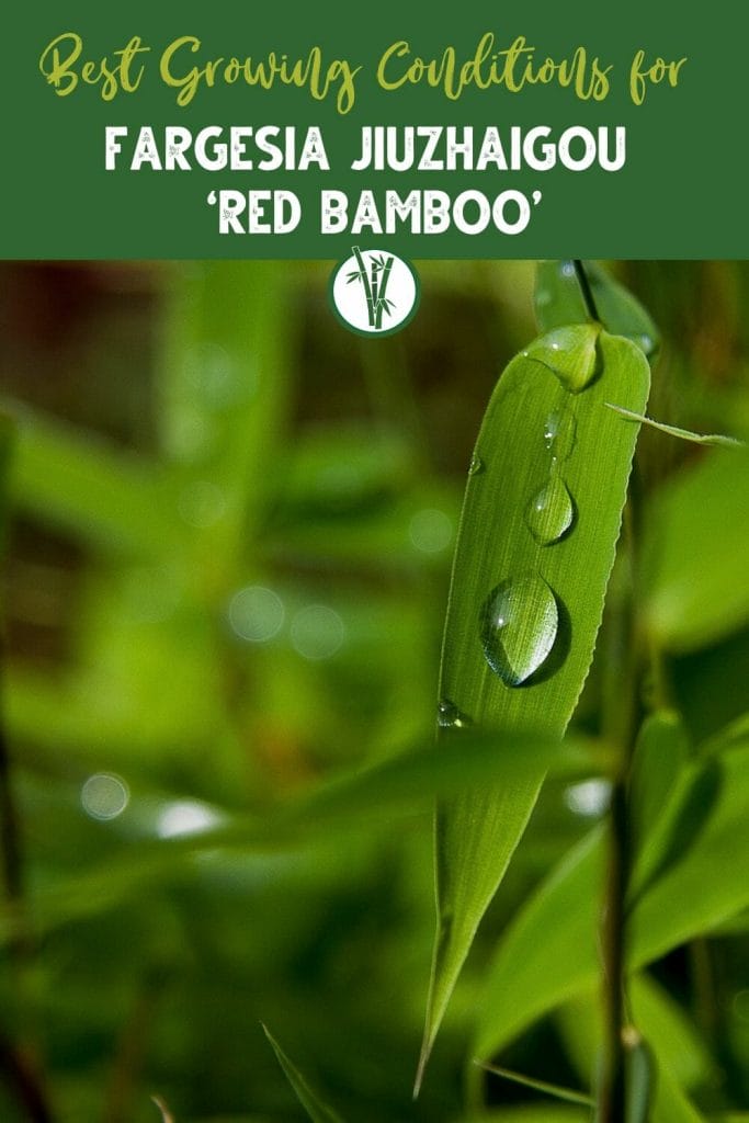 Leaves of Fargesia Jiuzhaigou ‘Red Bamboo’ with the text Best Growing Conditions for Fargesia Jiuzhaigou ‘Red Bamboo’.