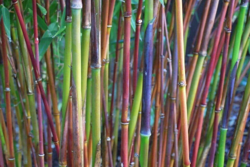 Culms of Fargesia Jiuzhaigou ‘Red Bamboo'