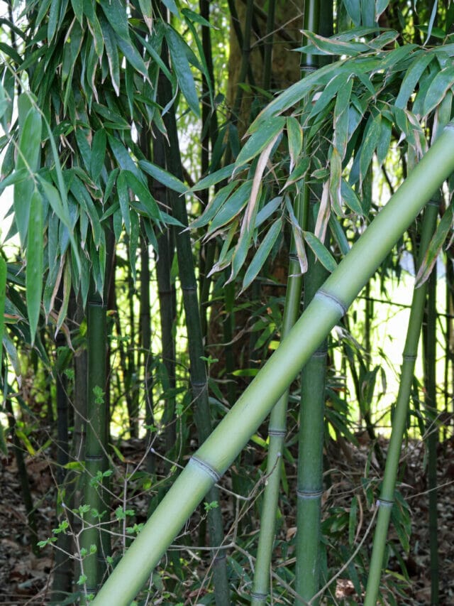 Sweetshoot Bamboo grown in a garden.