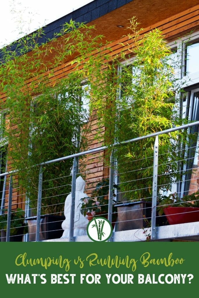 two bamboo plants on a balcony with a text below: Clumping vs Running Bamboo: What's Best for Your Balcony?