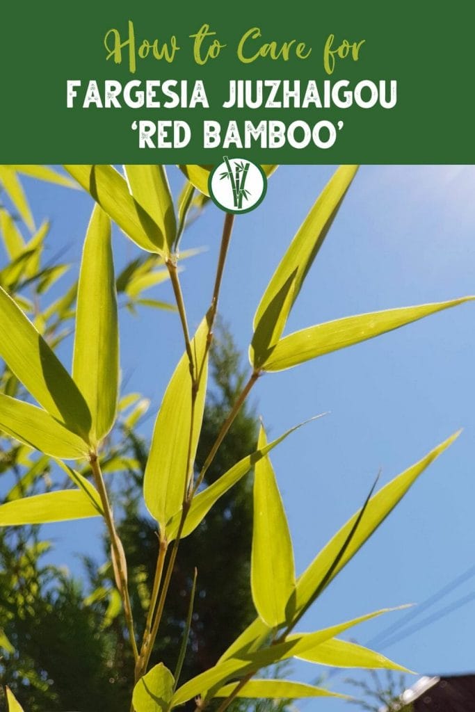 Leaves of Fargesia Jiuzhaigou ‘Red Bamboo’ exposed to the sun with the text How to Care for Fargesia Jiuzhaigou ‘Red Bamboo’