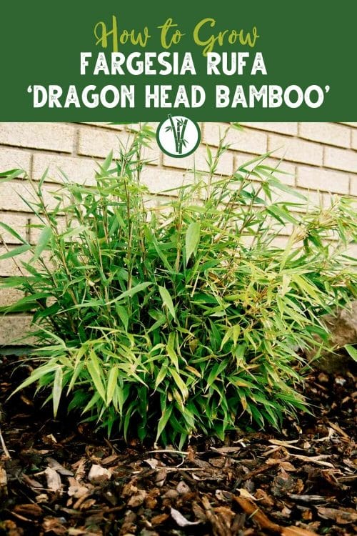 Fargesia Rufa ‘Dragon Head Bamboo’ with the text How to Grow Fargesia Rufa ‘Dragon Head Bamboo’