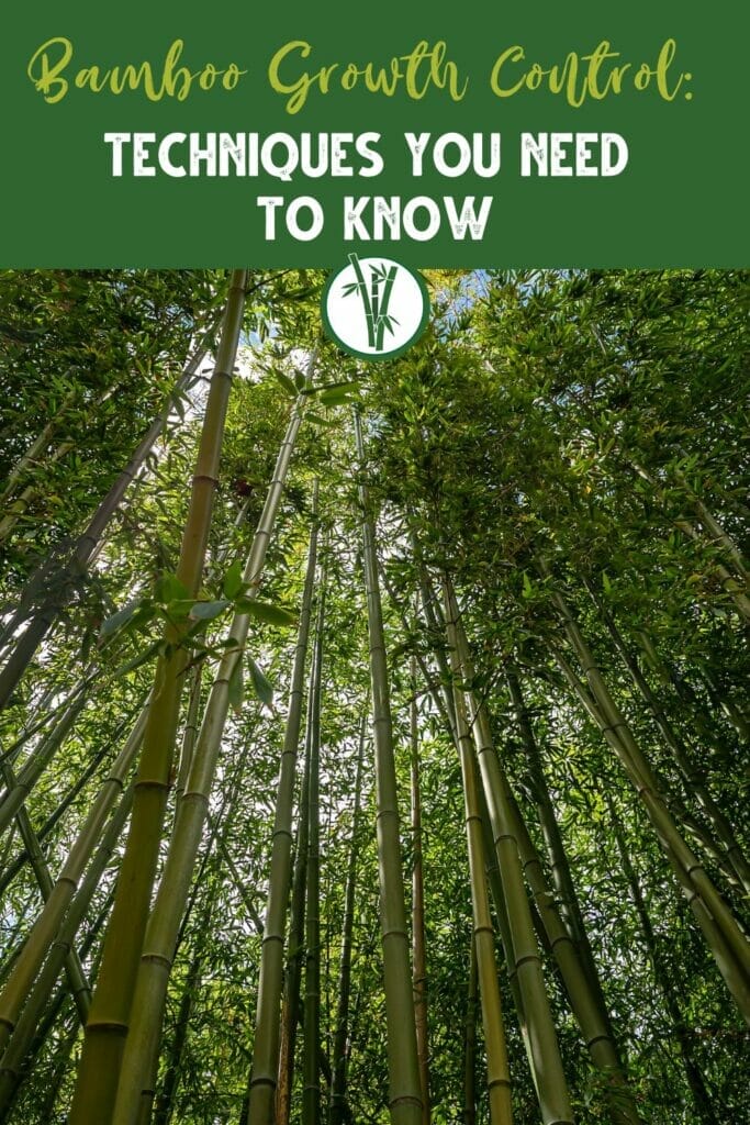 Low angle shot of an invasive, running bamboo with the text Bamboo Growth Control: Techniques You Need to Know