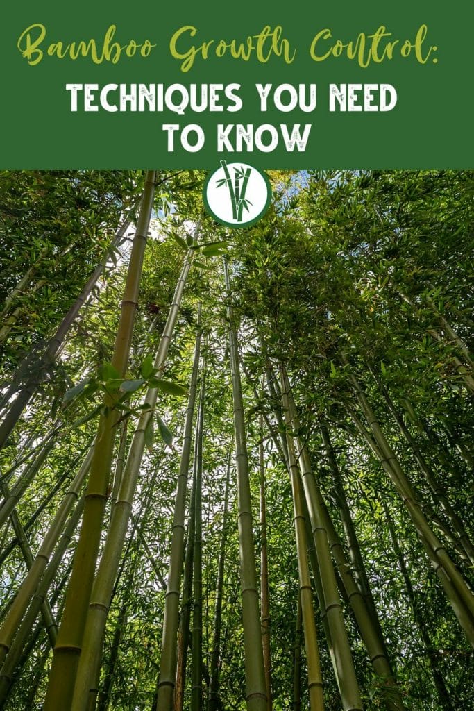 Low angle shot of an invasive, running bamboo with the text Bamboo Growth Control: Techniques You Need to Know