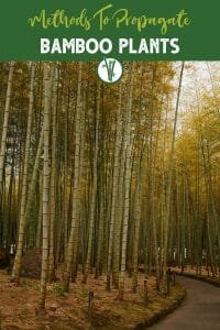 Tall bamboo forest with a path and the text: Methods to propagate bamboo plants