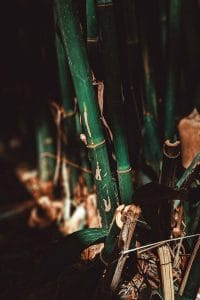 Bamboo cane or culm cuttings for propagation