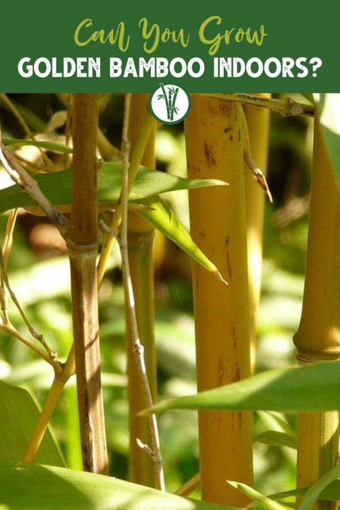 Culms of Phyllostachys Aurea ‘Golden Bamboo’ with the text can you grow golden bamboo indoors?