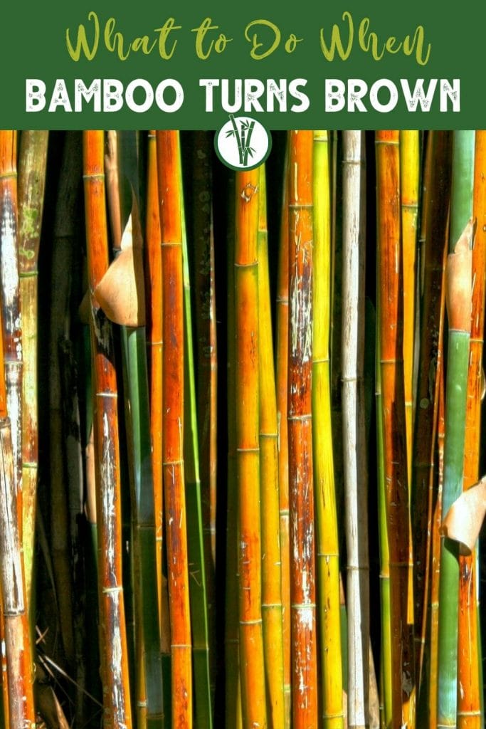 Culms of bamboo turning brown with the text What to do when bamboo turns brown