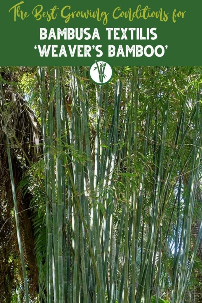 Bambusa textilis 'Weaver's bamboo' with the text The best growing conditions for Bambusa Textilis ‘Weaver’s Bamboo’