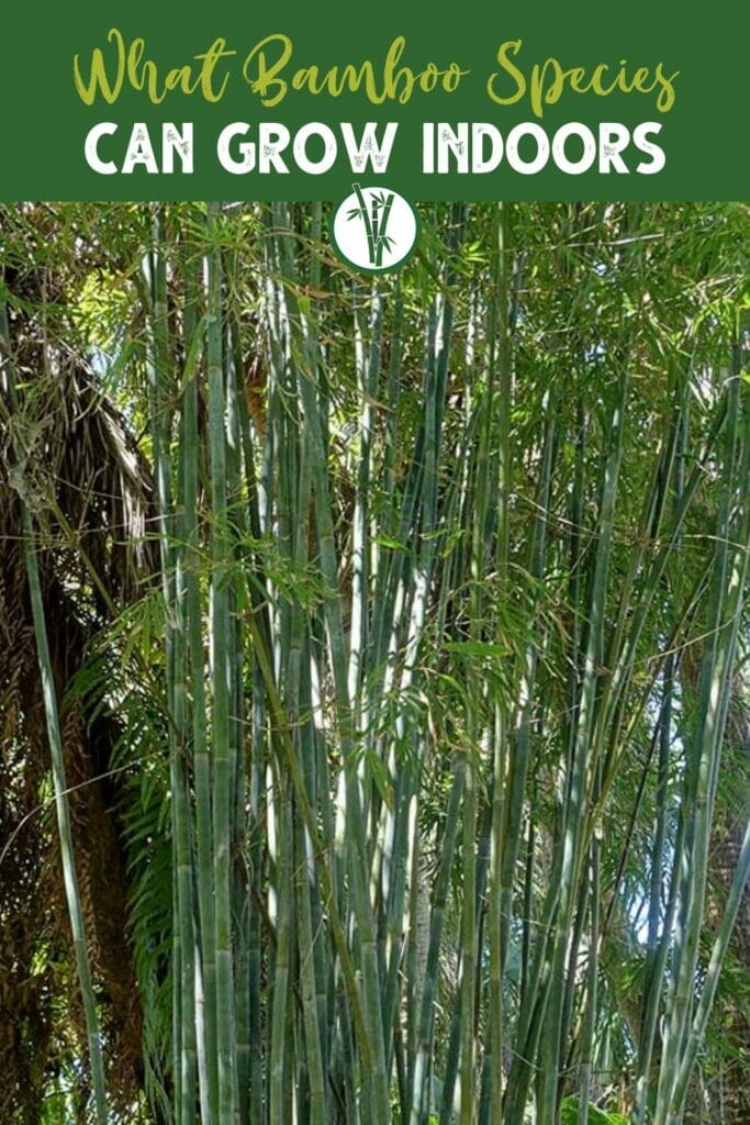 Bamboo plant that can be grown outdoors and indoors with the text What bamboo species can grow indoors