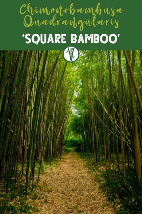Pathway between Chimonobambusa Quadrangularis ‘Square Bamboo’ with the text Chimonobambusa Quadrangularis ‘Square Bamboo’