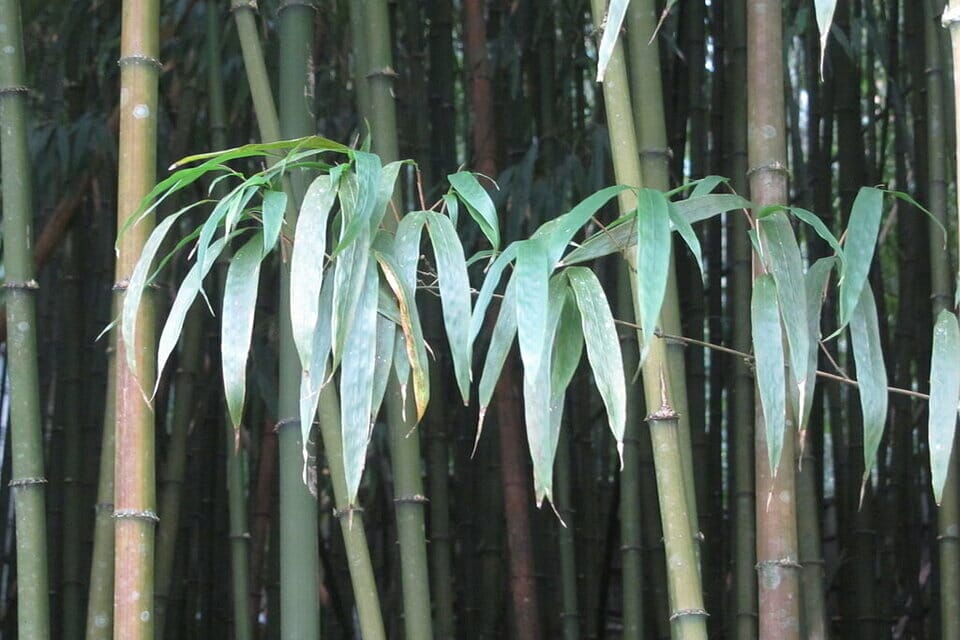 Chimonobambusa quadrangularis 'Square Bamboo'