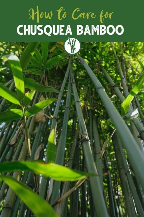 Low angle shot of Chusquea bamboo with the text How to care for Chusquea bamboo
