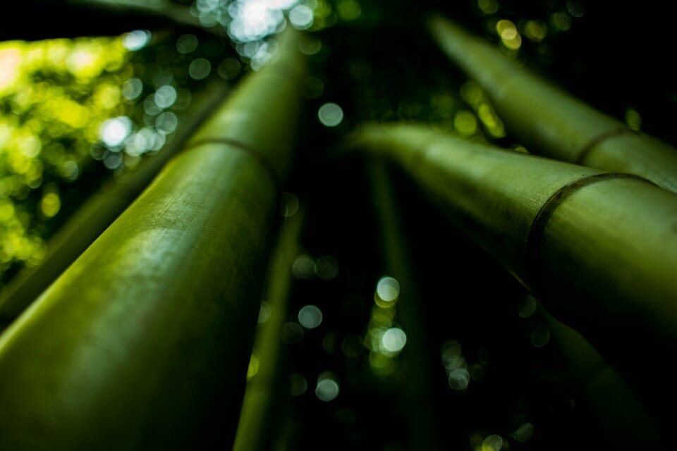 Culms of a Chusquea Bamboo Plant