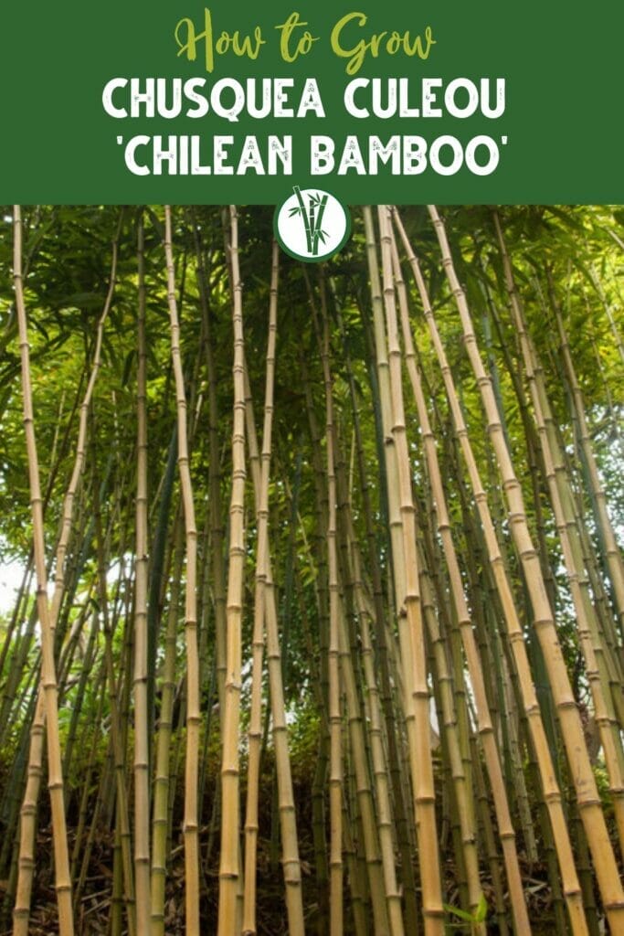 Chusquea culeou 'Chilean-bamboo' with the text How to grow Chusquea culeou 'Chilean-bamboo'