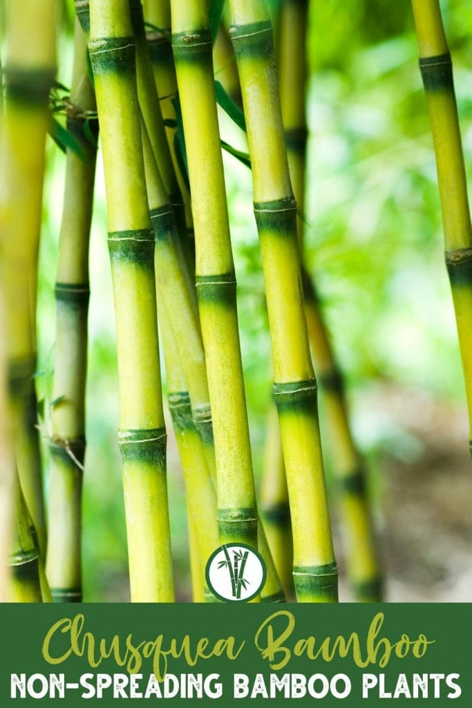 Chusquea Bamboo plants showcasing characteristic slender culms with a text below: Chusquea Bamboo - Non-spreading Bamboo Plants