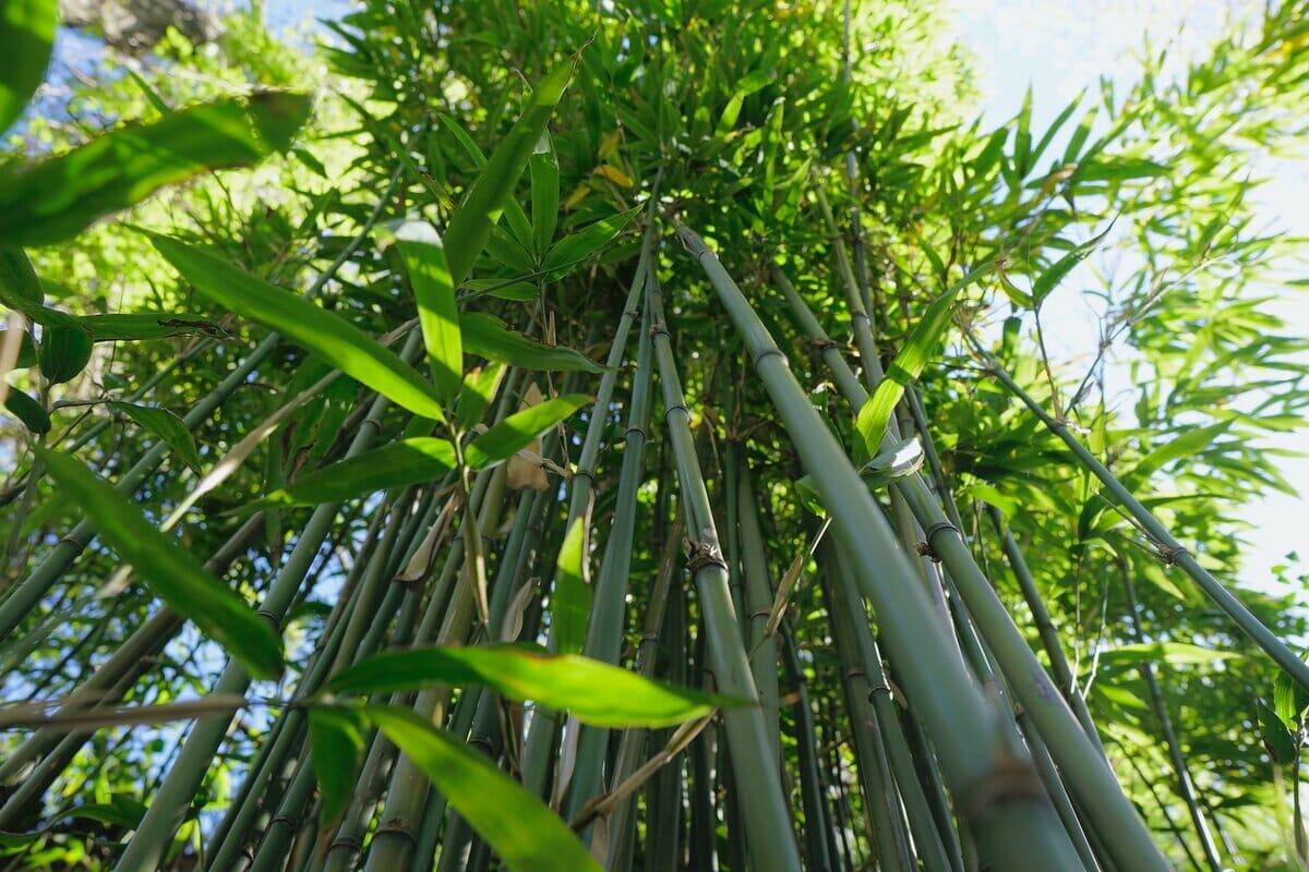 Chusquea Bamboo Plants