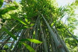 low angle shot of the tall stems and green leaves of Chusquea bamboo plants