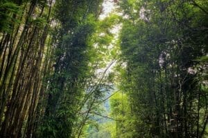 Chusquea culeou 'Chilean-bamboo' forest