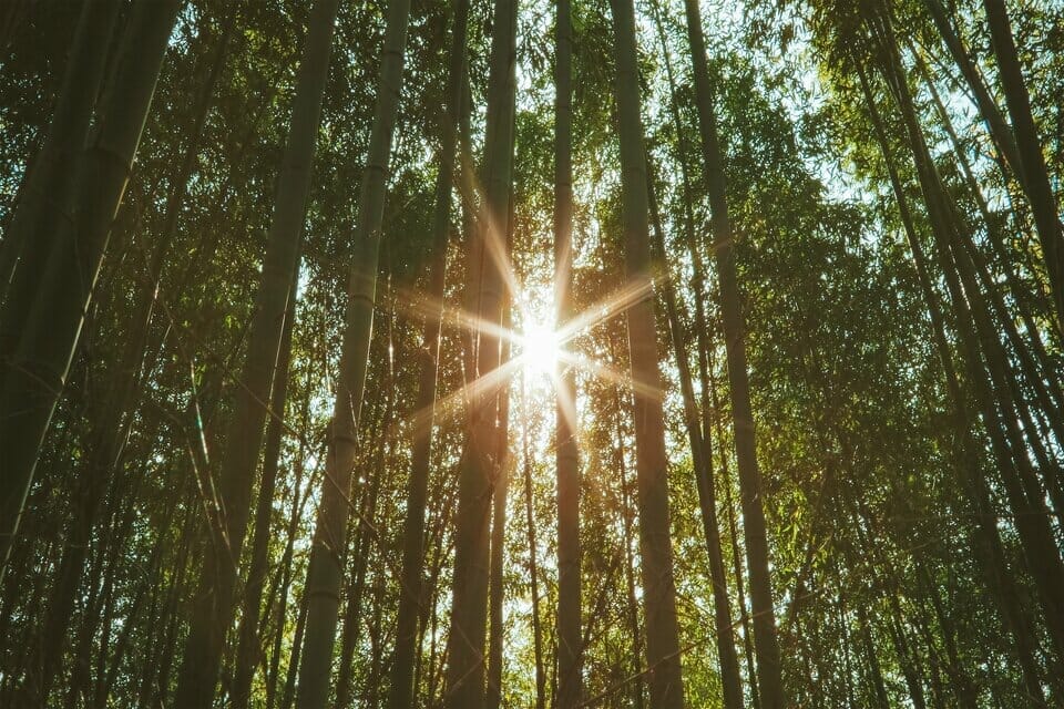 Sun rays coming through the bamboo trees