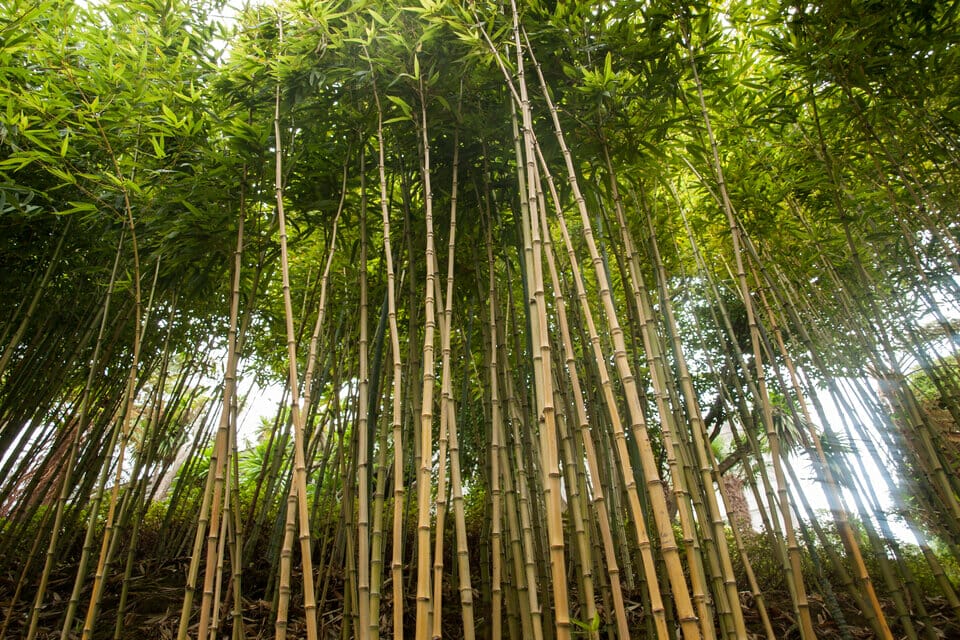 Chusquea culeou ‘Chilean Bamboo’ plants outdoors