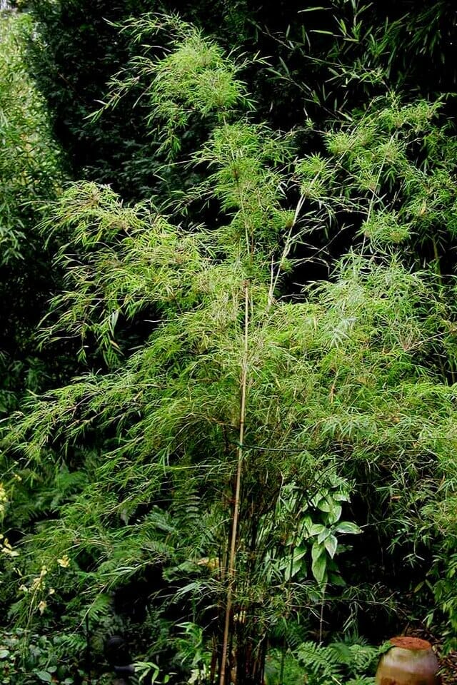 Chusquea mimosa ‘Mimosa Bamboo’