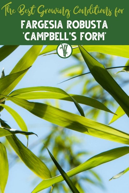 Leaves of Fargesia robusta with the text The best growing conditions for Fargesia robusta 'Campbell's form'