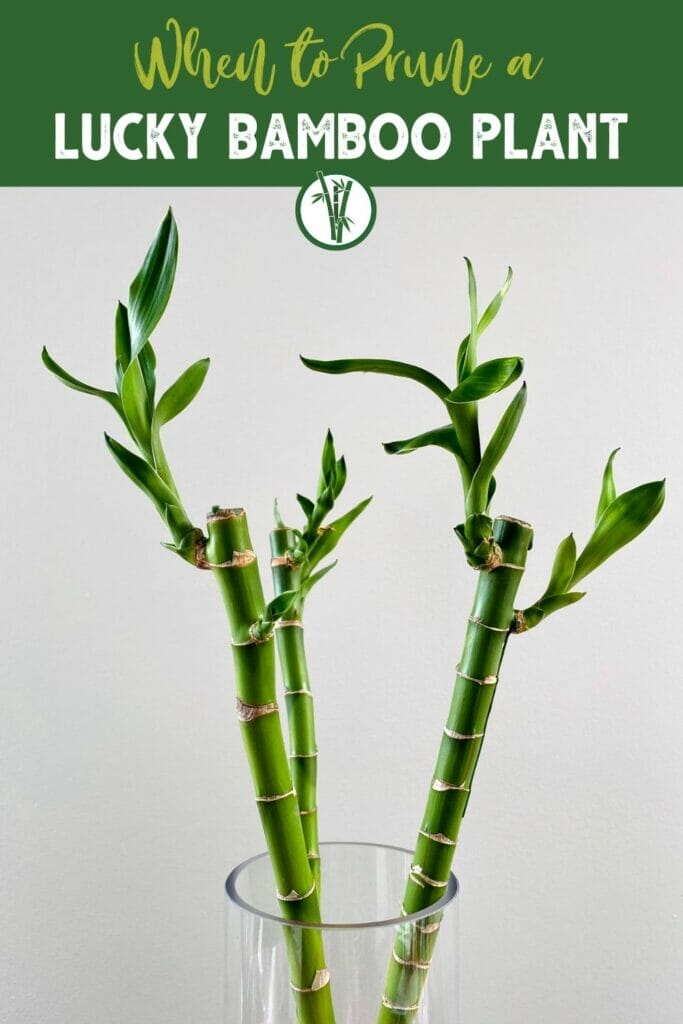 A pruned Lucky Bamboo with the text When to prune a Lucky Bamboo plant