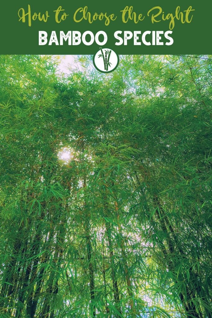 Low angle shot of bamboo trees with the text How to choose the right bamboo species