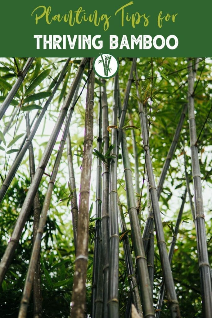 Healthy bamboo culms with the text Planting tips for thriving bamboo