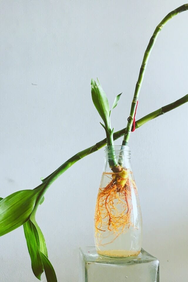 Lucky Bamboo planted in water