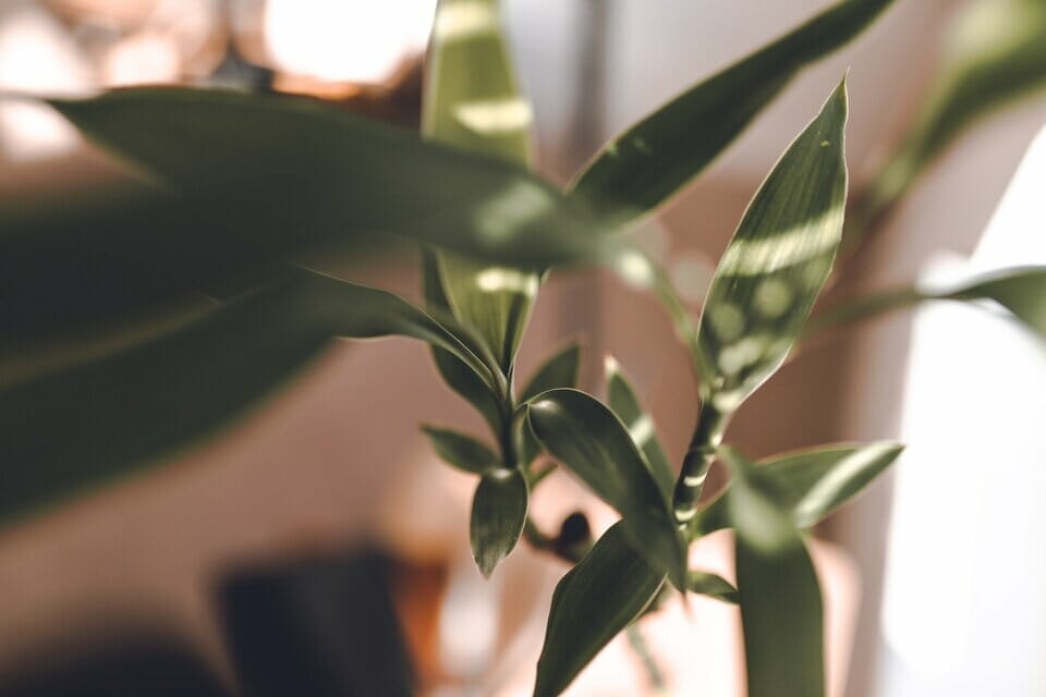 Lucky Bamboo placed in a full shade area