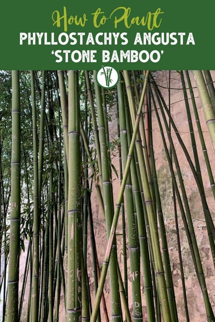 culms of Phyllostachys Angusta ‘Stone Bamboo’ with the text How to plant Phyllostachys Angusta ‘Stone Bamboo’