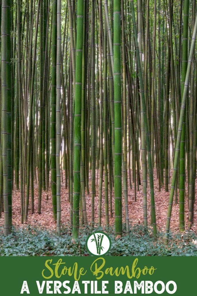 Group of Phyllostachys Angusta 'Stone Bamboo' in a forest with a text below: Stone Bamboo - A Versatile Bamboo