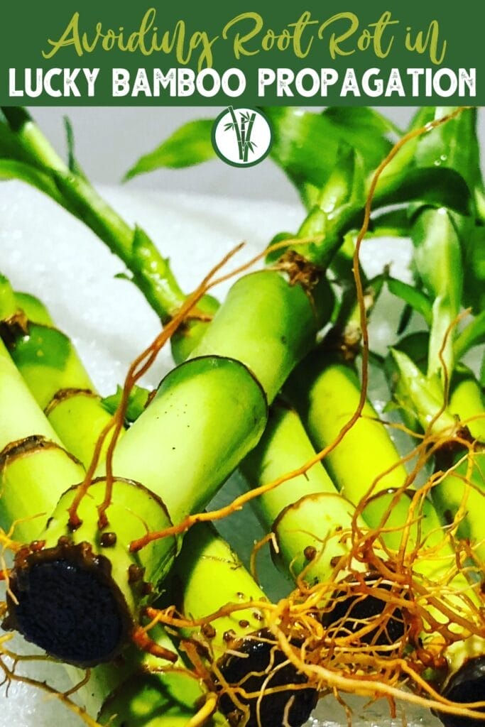 Close-up of a lucky bamboo plant with visible roots with a text above: Avoiding Root Rot in Lucky Bamboo Propagation