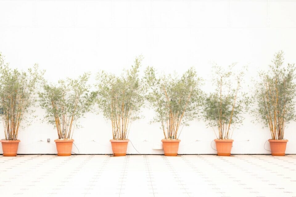 Pseudosasa Bamboo Plants in pots along a white wall