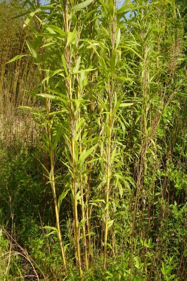 Young stems of Pseudosasa amabilis ‘Tonkin Bamboo’