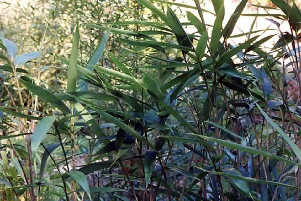 Leaves and thin stems of Pseudosasa japonica ‘Tsutsumiana’