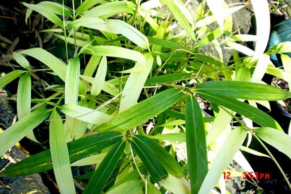 Leaves of Pseudosasa japonica ‘Akebono Bamboo’