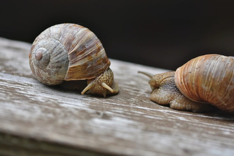 Close-up of two snails
