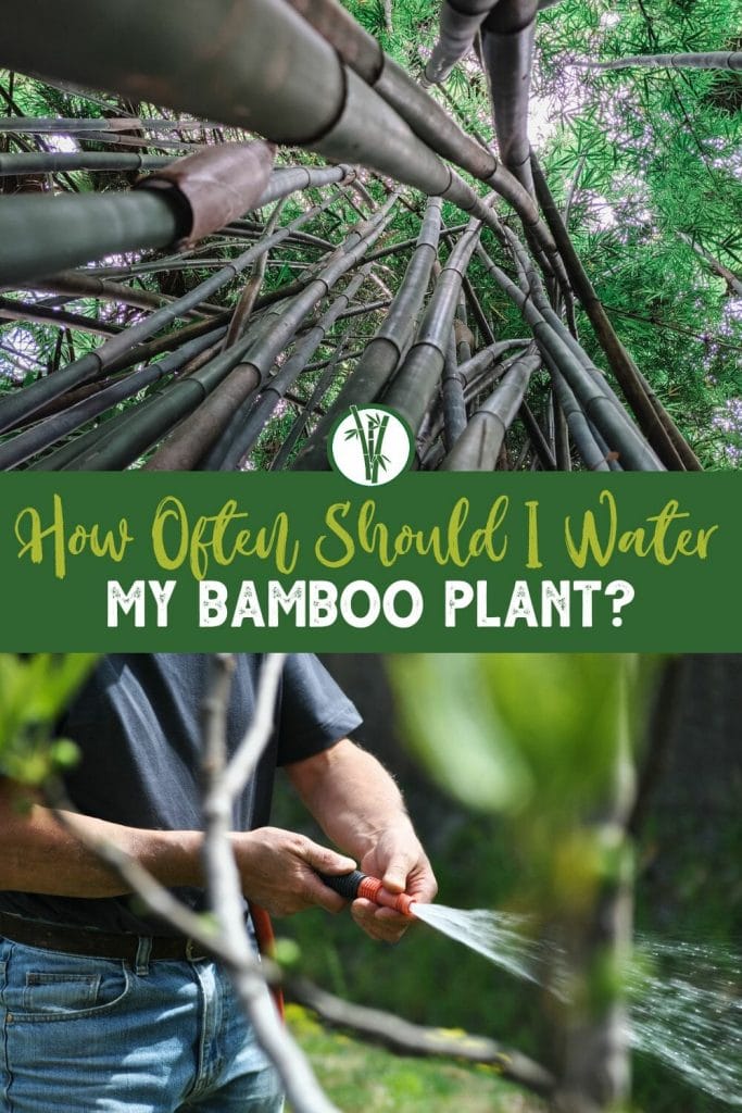 Top image is culms of bamboo trees and bottom image is a person holding a water hose with the text How often should I water my bamboo plant?