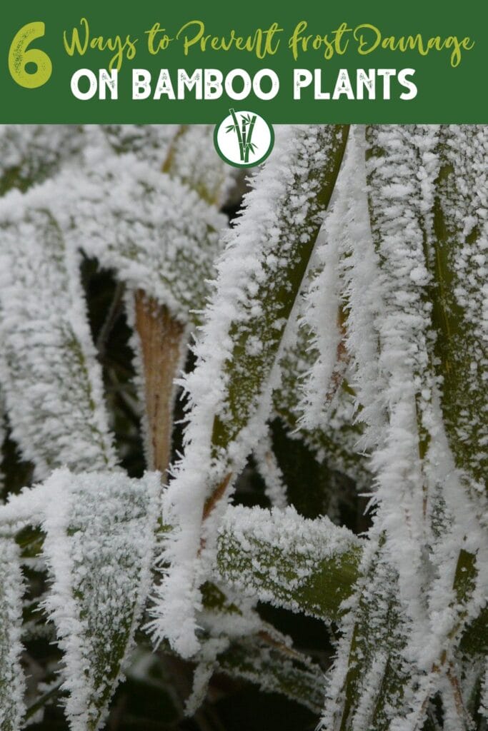Bamboo leaves covered in frost with the text 6 ways to prevent frost damage on bamboo plants