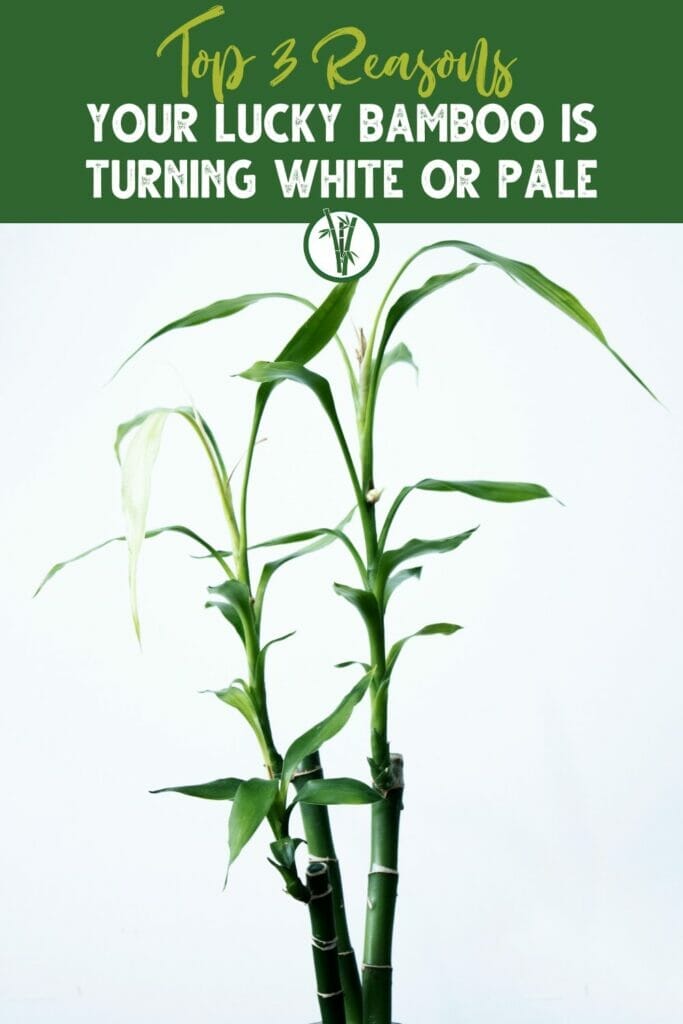 Lucky bamboo with some of its leaves turning white or pale with the text Top 3 Reasons Your Lucky Bamboo is Turning White or Pale